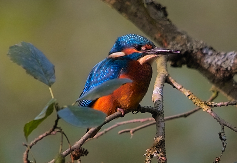 Eisvogel