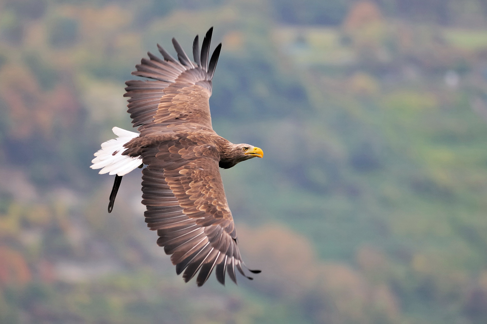 Seeadler