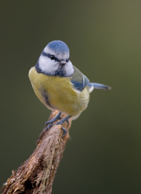 Blaumeise (Cyanistes caeruleus)