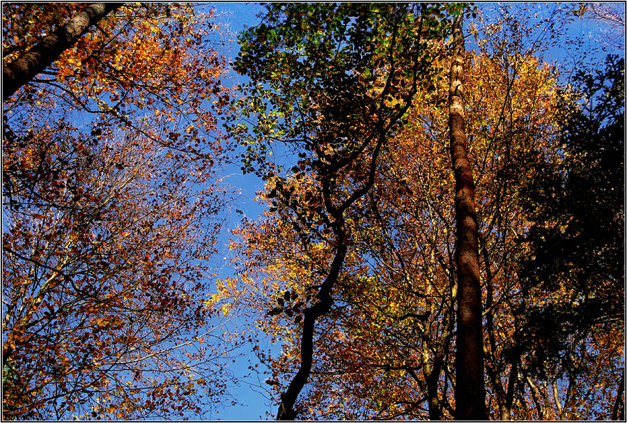 Die Farbpalette des Herbstes