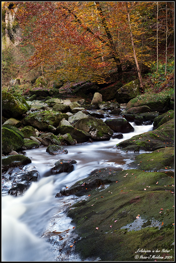 Herbst in der Buchbergerleite