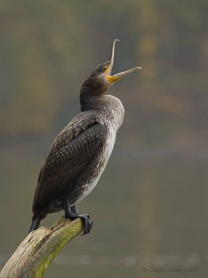 Kormoran  (Phalacrocorax carbo)