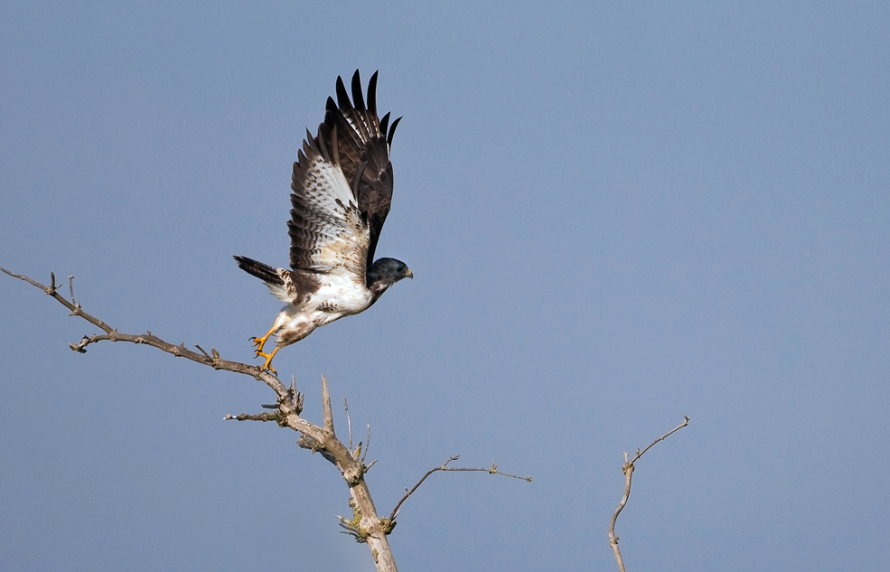 Startender Bussard