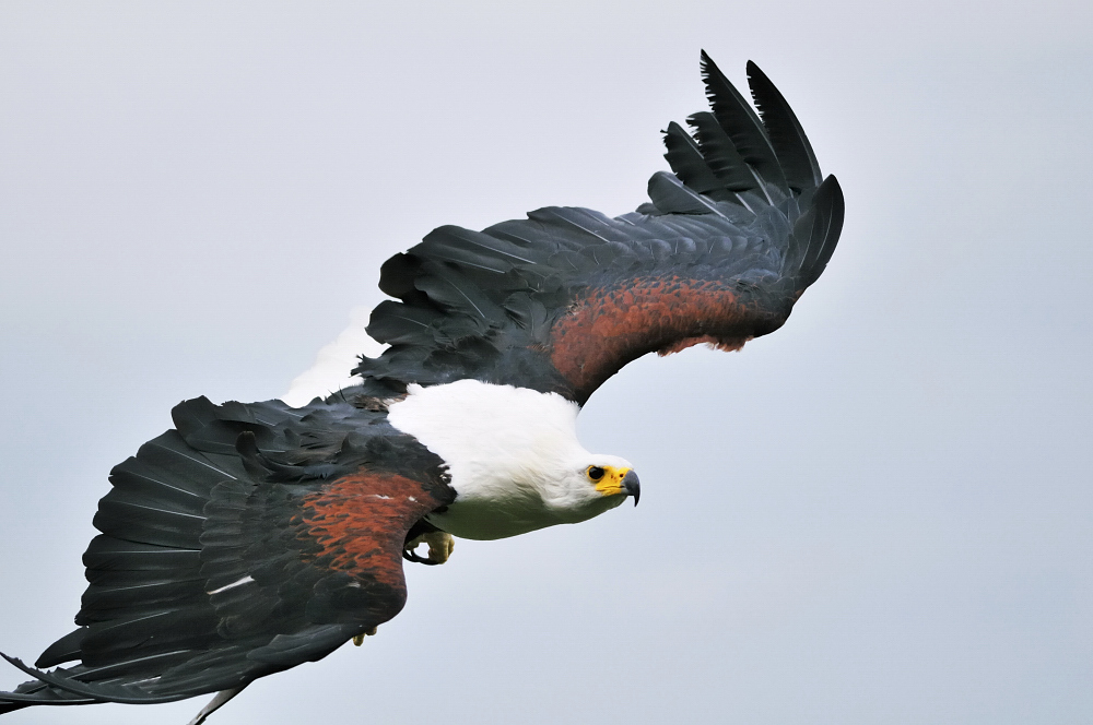 Schreiseeadler