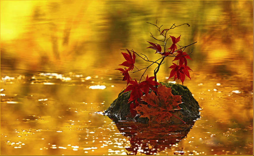 Bonsai in Rot - Gold