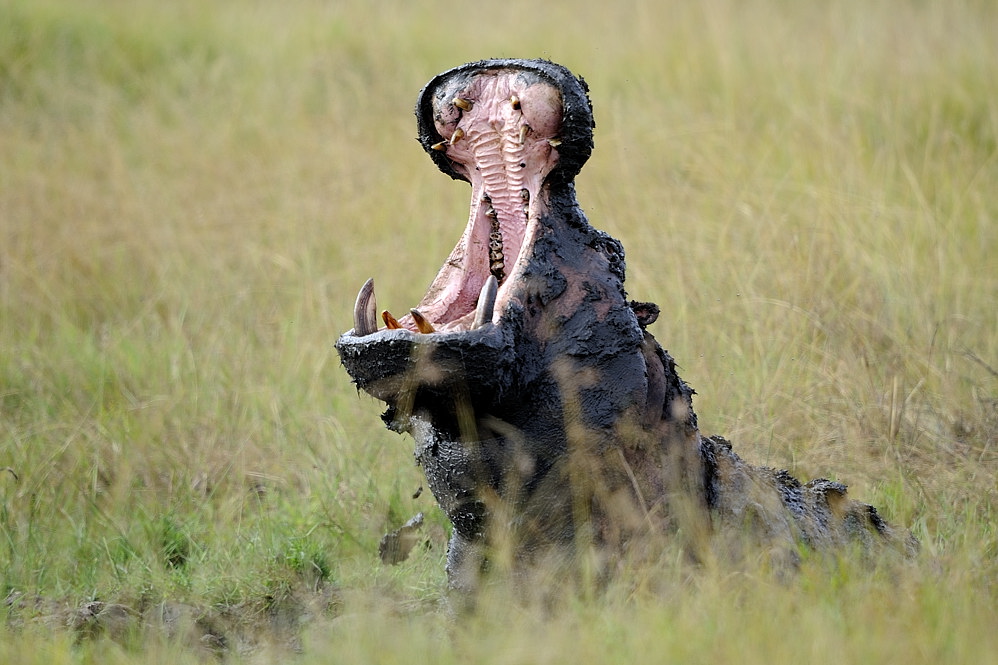 Schlammonster