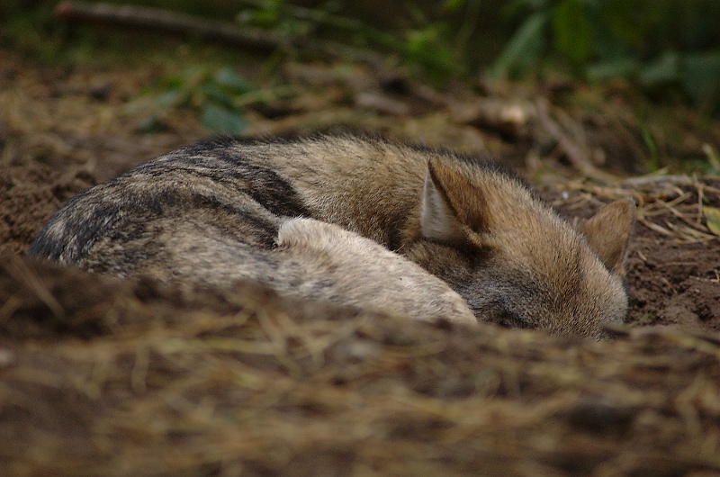 Beamtenwolf ;)
