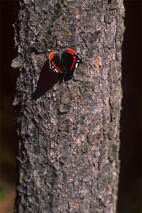 Vanessa atalanta