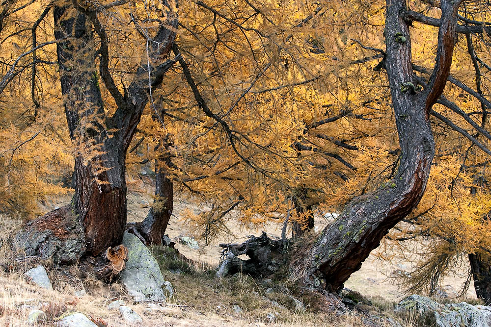 Herbst