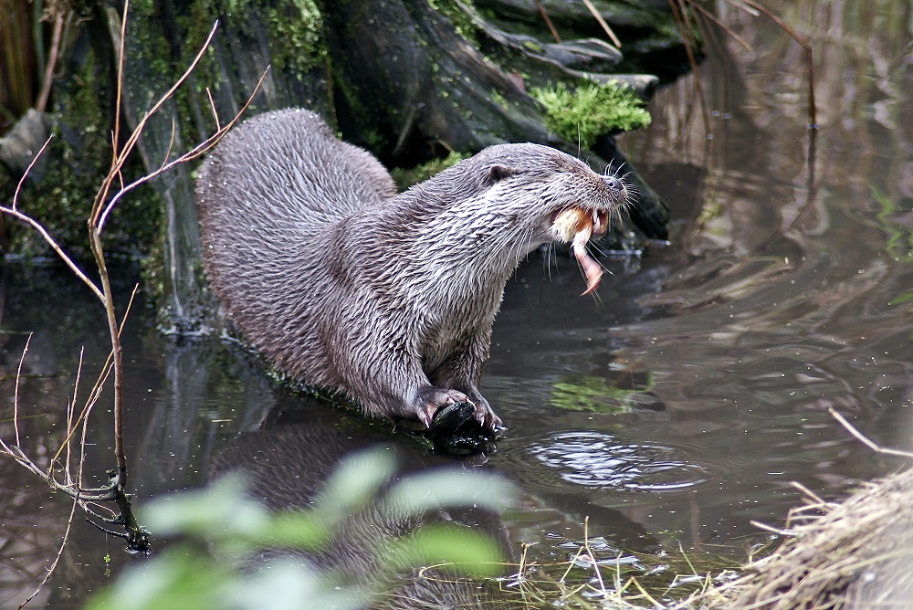 Fischotter beim Fressen. (Forum für Naturfotografen)