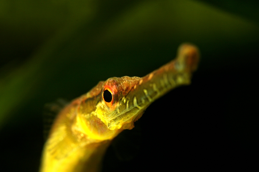 Süßwassernadel(Microphis brachyurus)