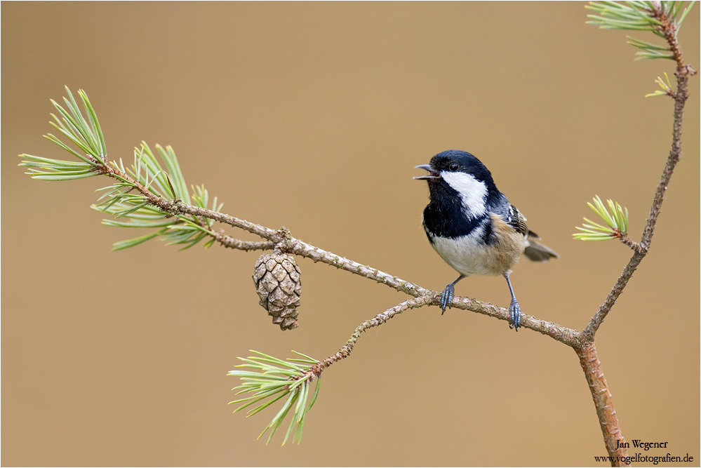 Tannenmeise (Periparus ater) singend *repost*