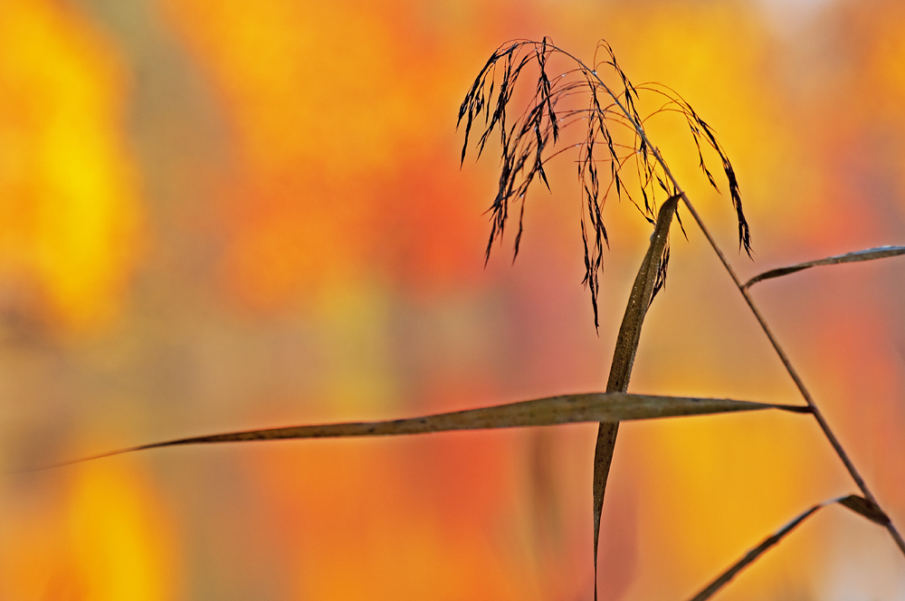 Schilf vor Herbstaquarell