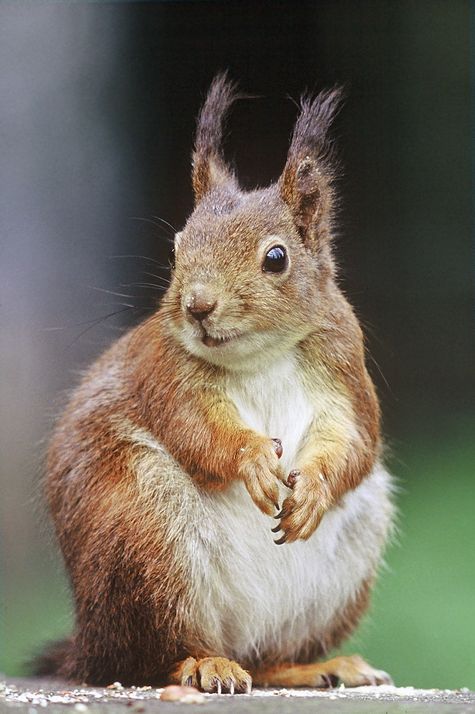 Eichhörnchen (Sciurus vulgaris)