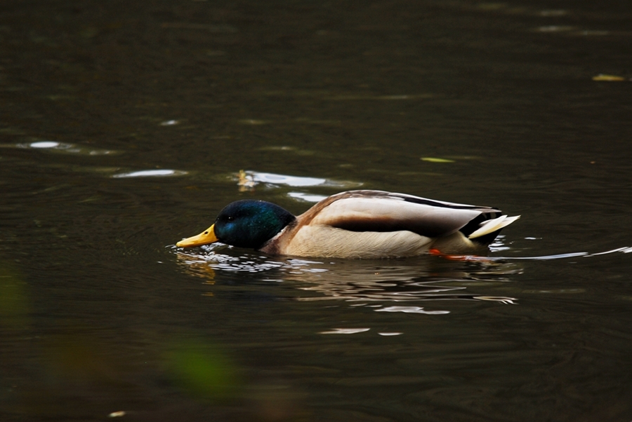 Stockente  (Anas platyrhynchos)