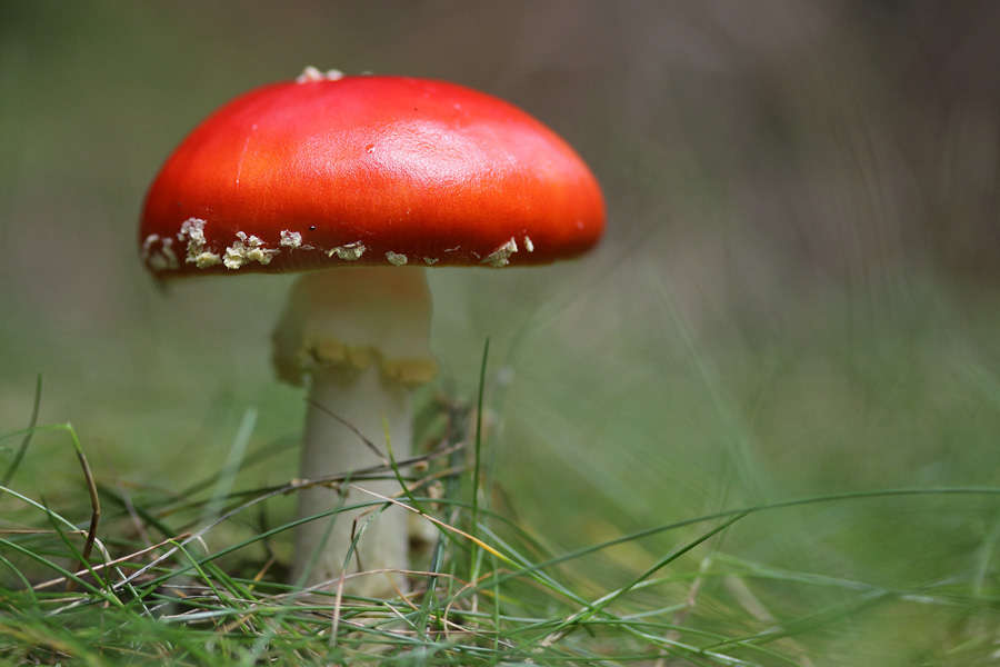 Nur ein Fliegenpilz...