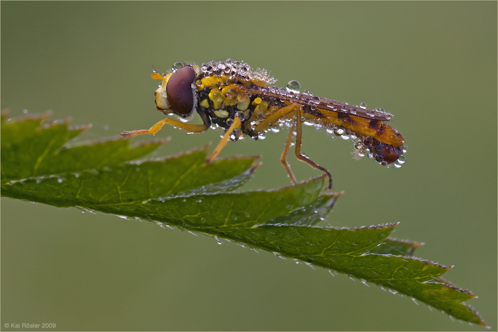 Schwebefliege