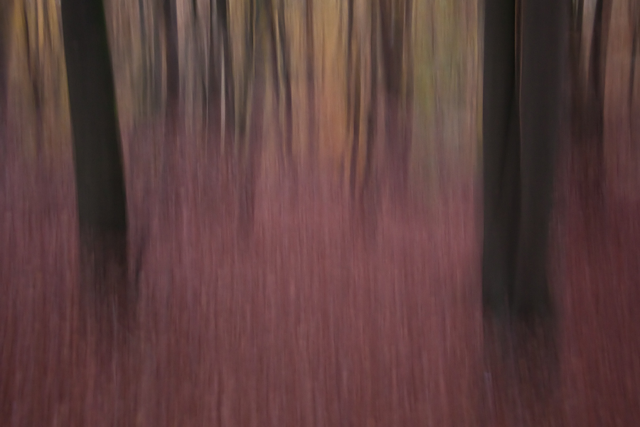 Herbstabend im Teutoburger Wald II