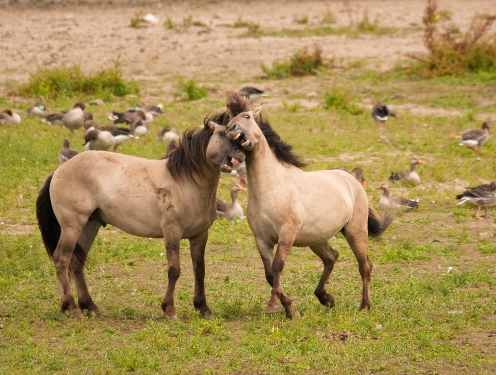 WIldpferde am Rhein