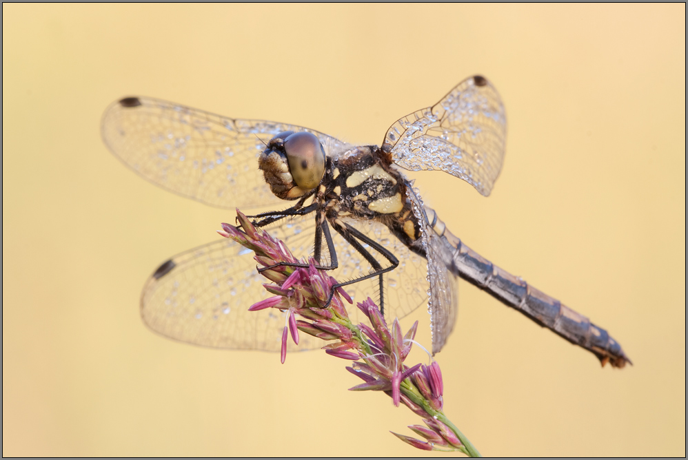 Schwarze Heidelibelle