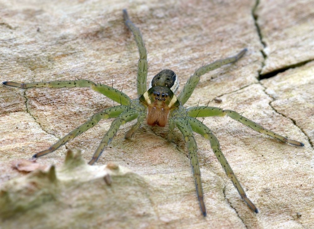 Grüne Gerandete Jagdspinne