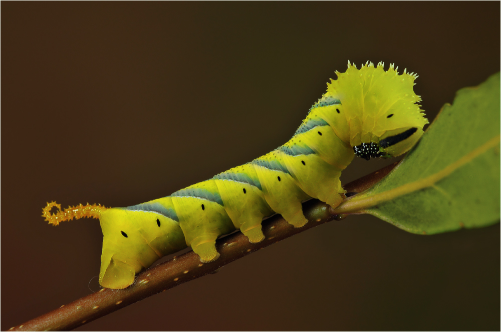 Die Raupe von Götz, Reload (Forum für Naturfotografen)