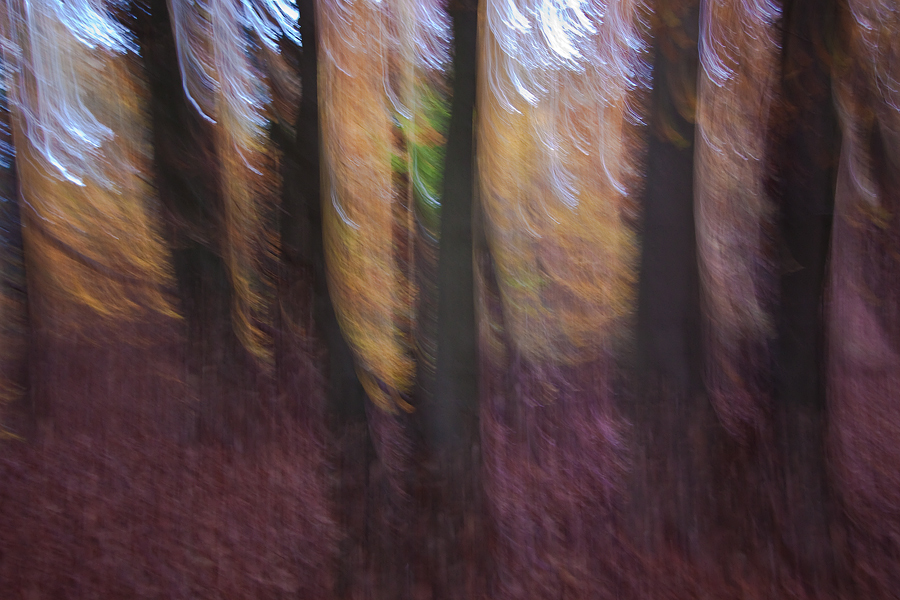 Herbstabend im Teutoburger Wald III