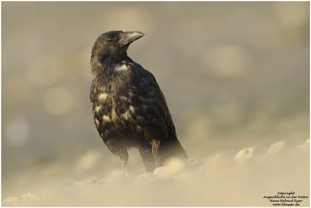 Rabenkrähe (Corvus corone)