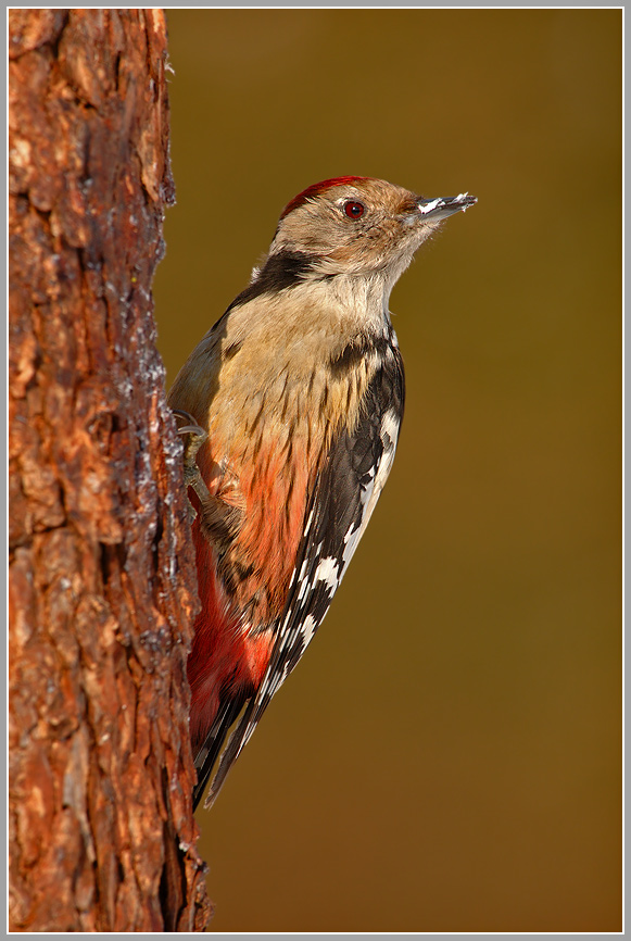 Mittelspecht (Dendrocopus medius)