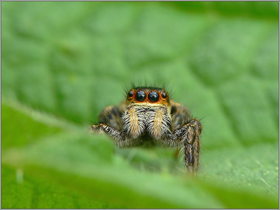 Carrhotus xanthogramma (ND)