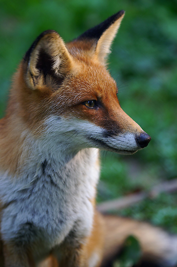 Rotfuchs (Vulpes vulpes)