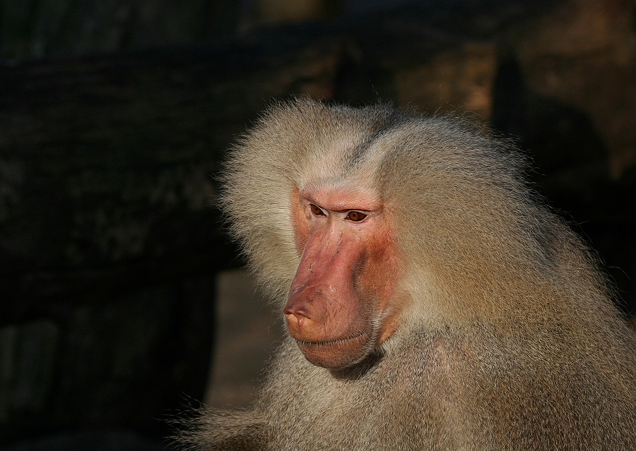 Zo Hagenbeck