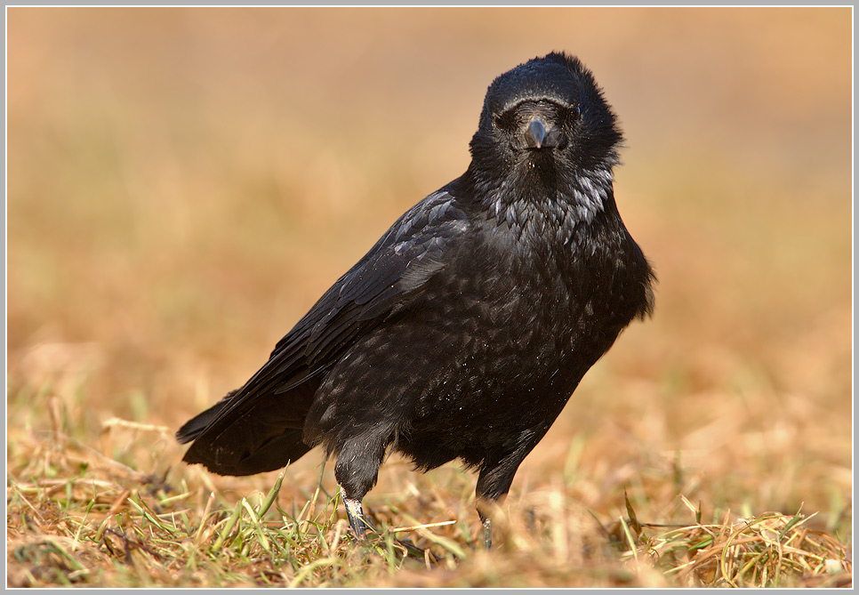 Rabenkrähe (Corvus corone corone)