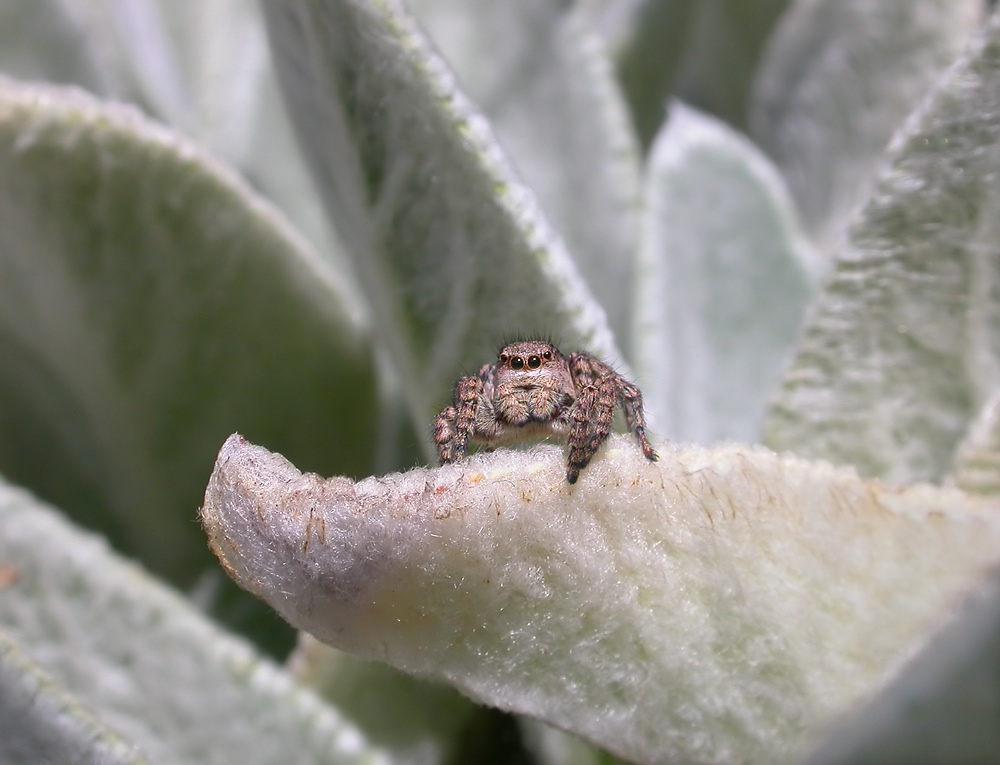 Braune Springspinne (evarcha falcata) ND