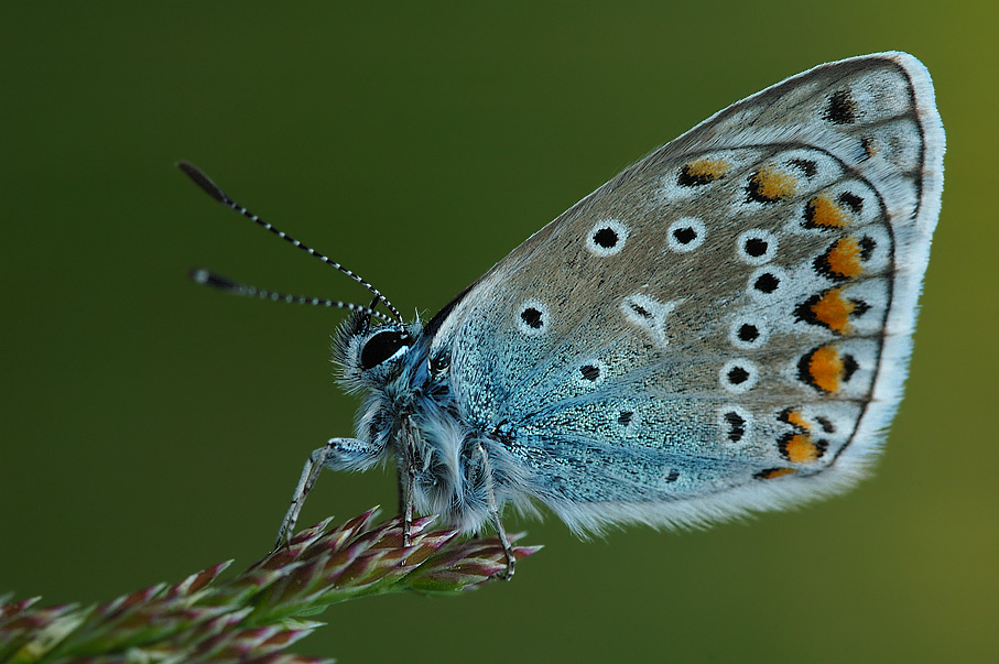 Polyommatus icarus