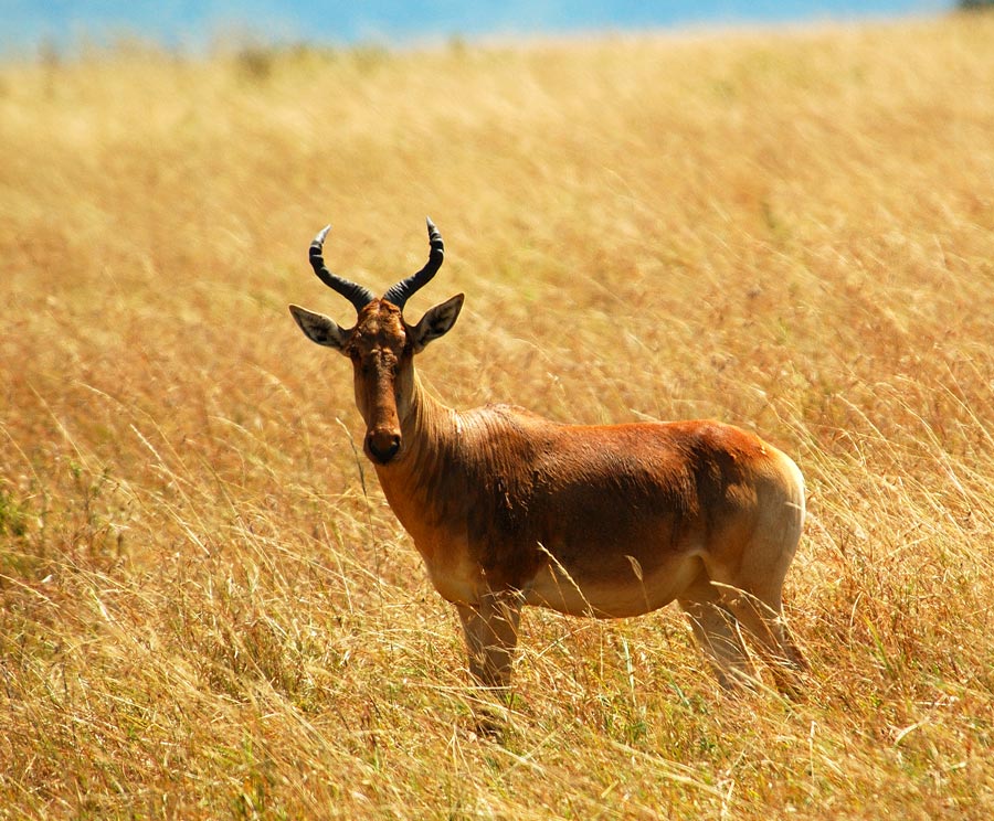 ND / Antilope