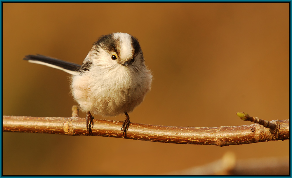 Schwanzmeise (Aegithalus caudatus)