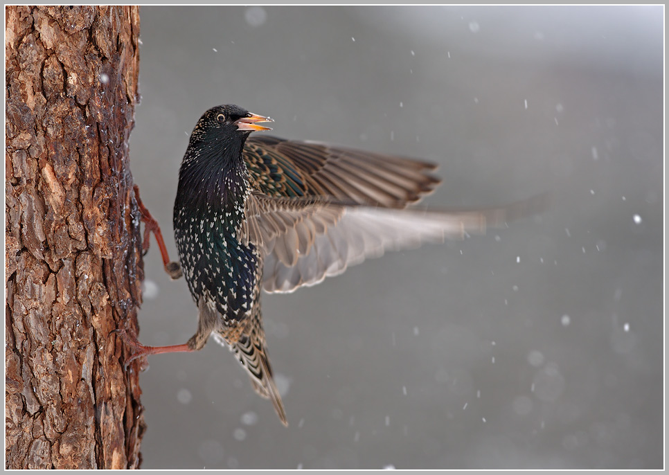 Star (Sturnus vulgaris) im Schneetreiben