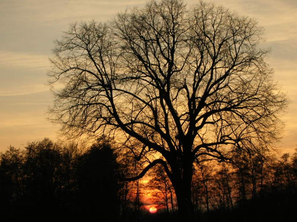 Abendstimmung in der Rheinebene