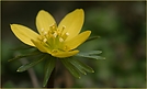 Winterling, Eranthis hyemalis, ND