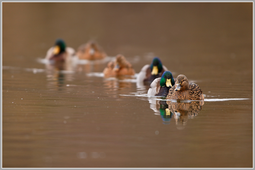 Stockente (Anas platyrhynchos)