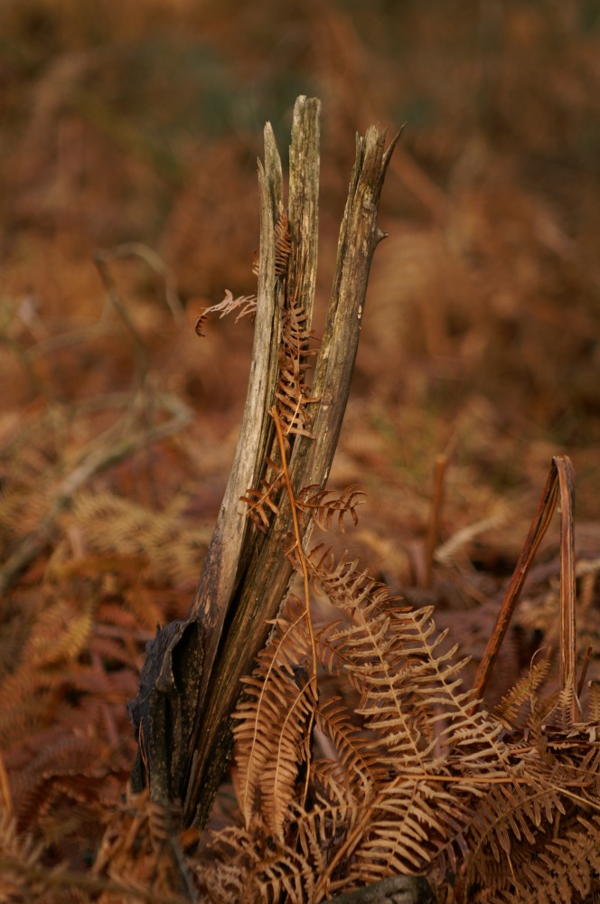 Farn im Februar-Natur pur