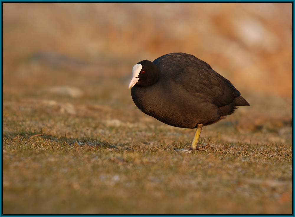 Blässralle (Fulica atra)