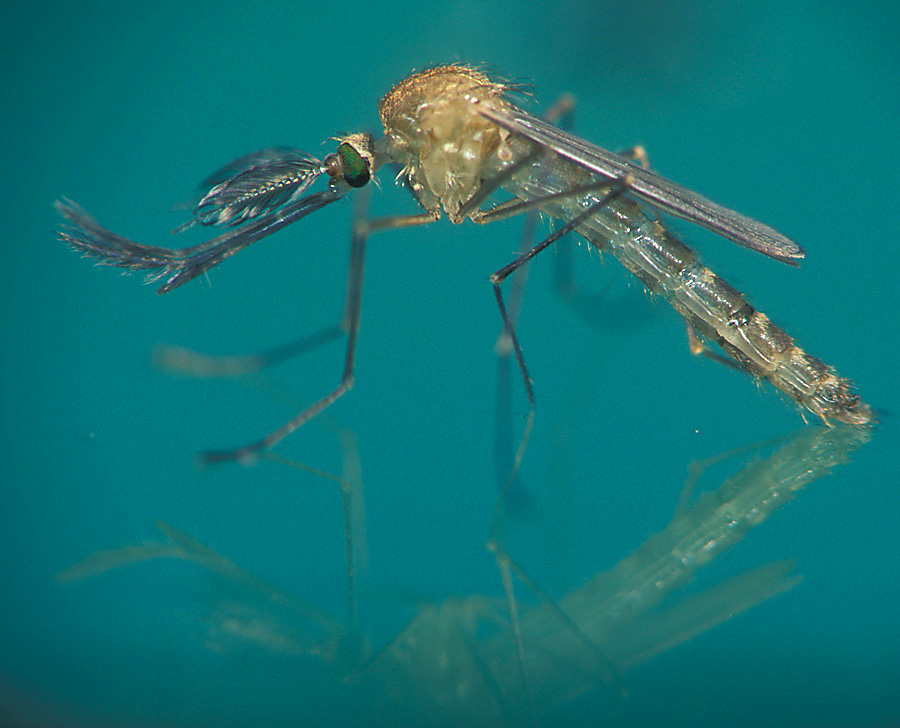 Culex pipiens - die Stechmücke