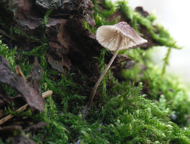 Pilz vom letzten Jahr