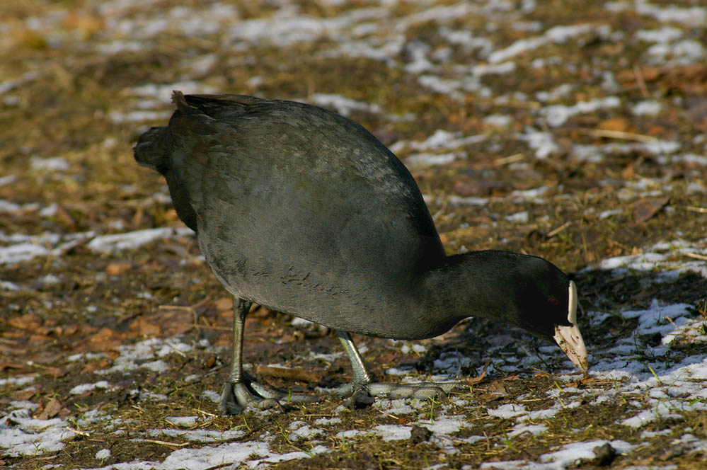 Bläshuhn