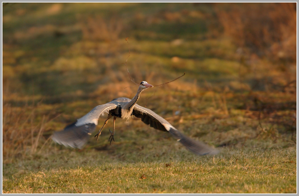 Graureiher (Ardea cinerea)