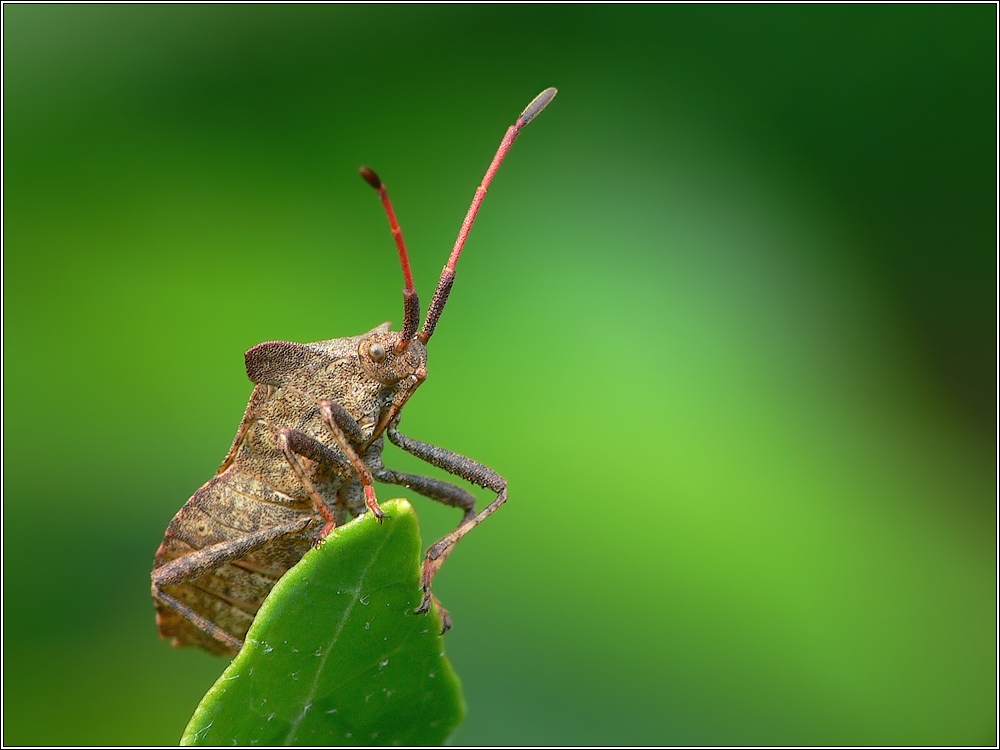 Saumwanze (Coreus marginatus) (ND)