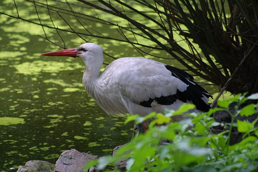 Storch am Tümpel