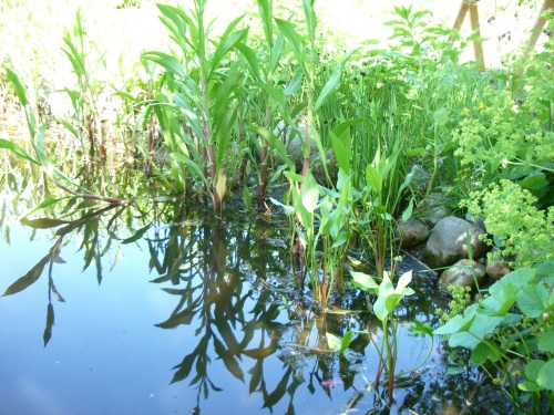 ND Gartenteich im Sommerlicht